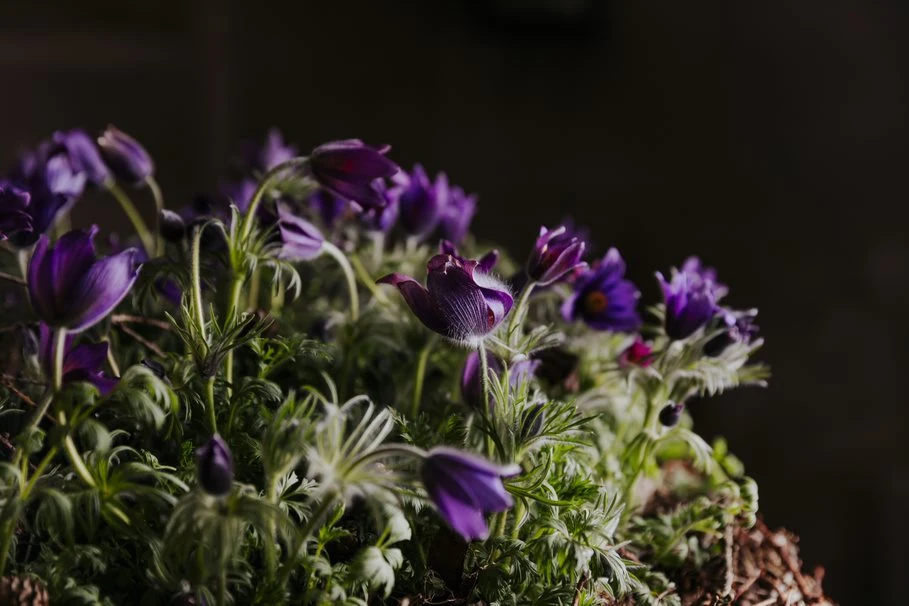 Blumen Kolb Abschied nehmen 5