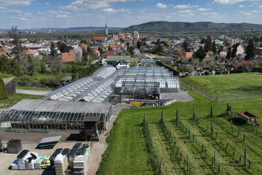 Blumen Kolb Eigenproduktion 1