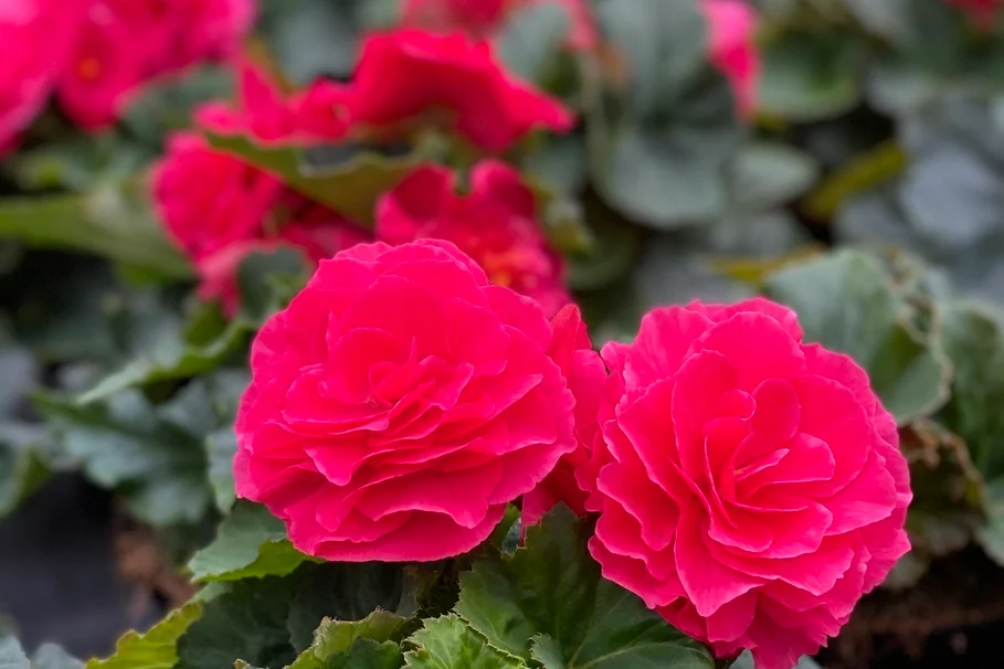 Blumen Kolb Eigenproduktion 10