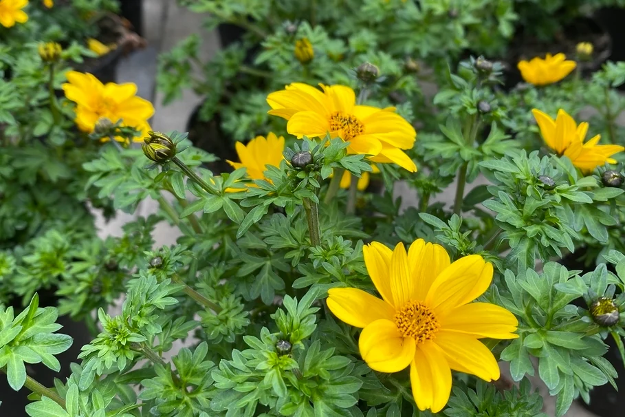 Blumen Kolb Eigenproduktion 11