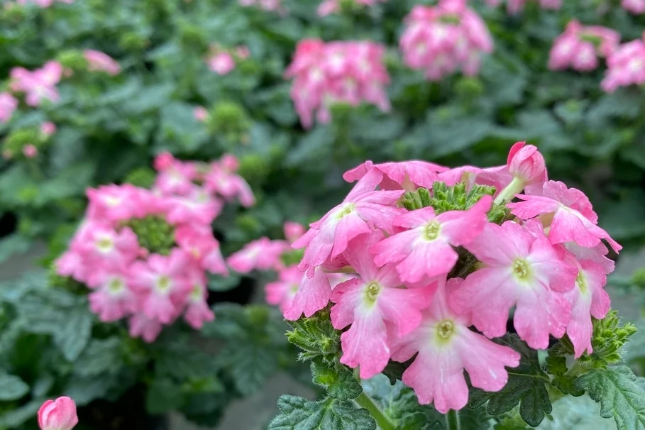 Blumen Kolb Eigenproduktion 12