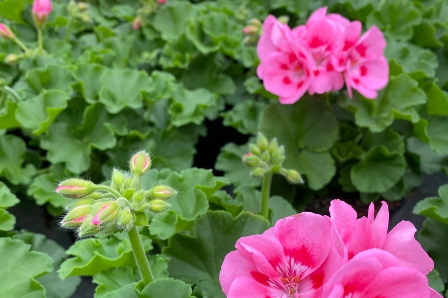 Blumen Kolb Eigenproduktion 13