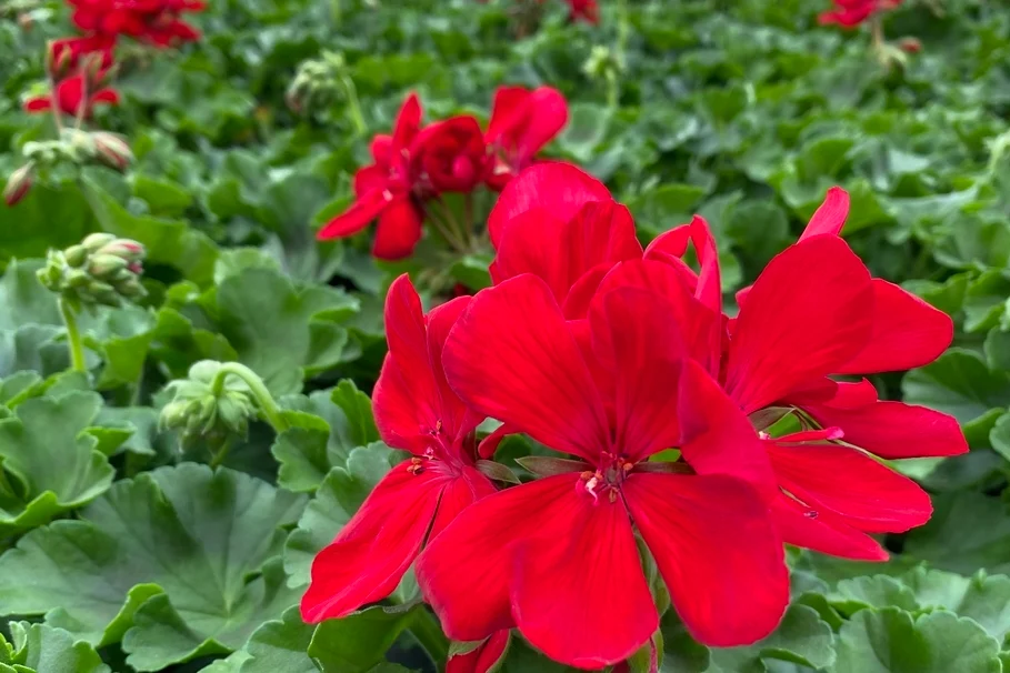 Blumen Kolb Eigenproduktion 14