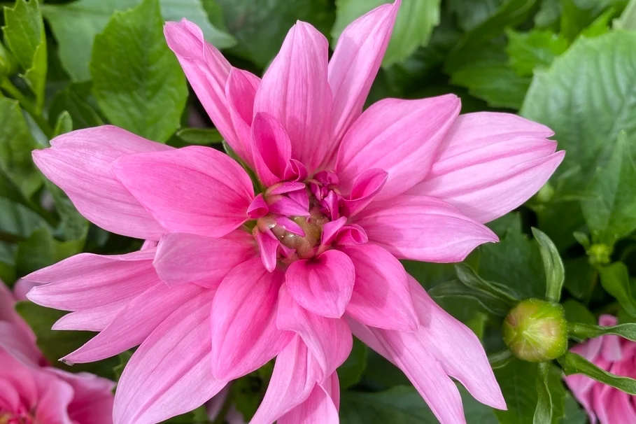 Blumen Kolb Eigenproduktion 15