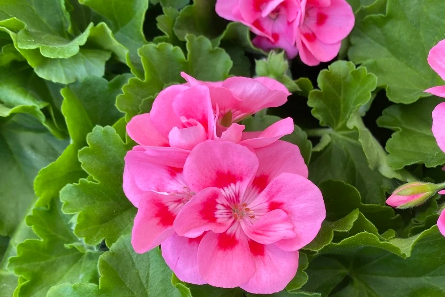 Blumen Kolb Eigenproduktion 16