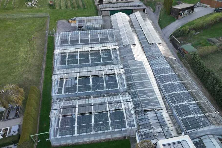 Blumen Kolb Eigenproduktion 2