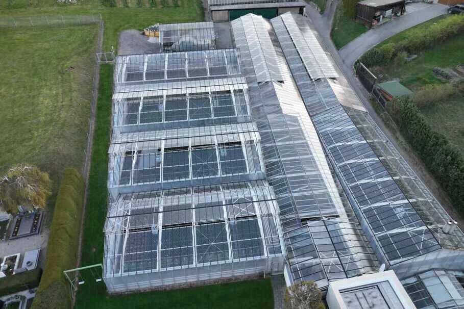 Blumen Kolb Eigenproduktion 3