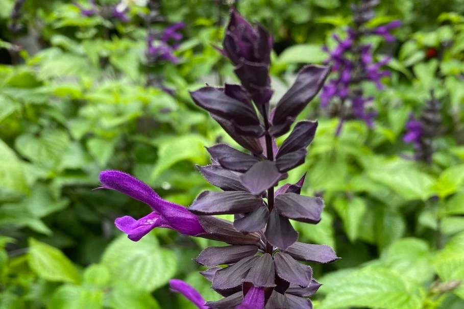 Blumen Kolb Eigenproduktion 6