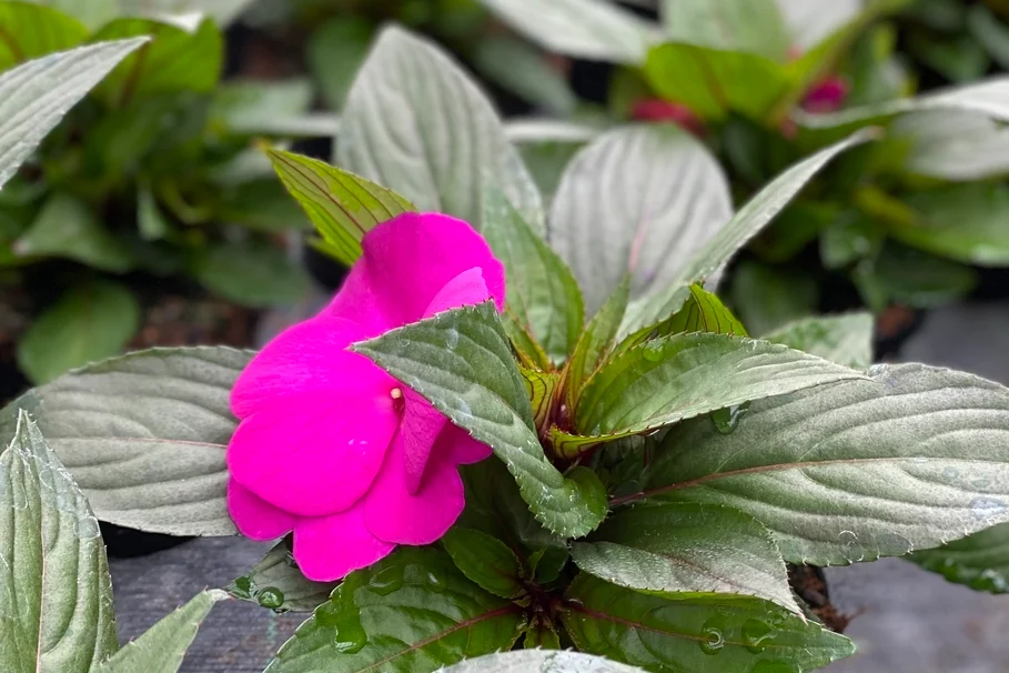 Blumen Kolb Eigenproduktion 7