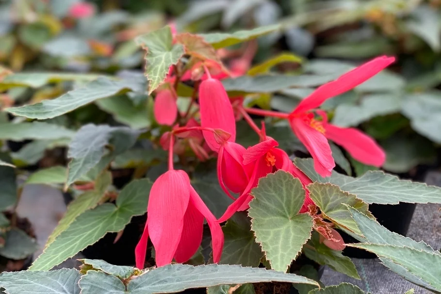 Blumen Kolb Eigenproduktion 8