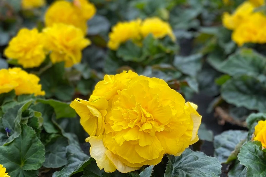 Blumen Kolb Eigenproduktion 9