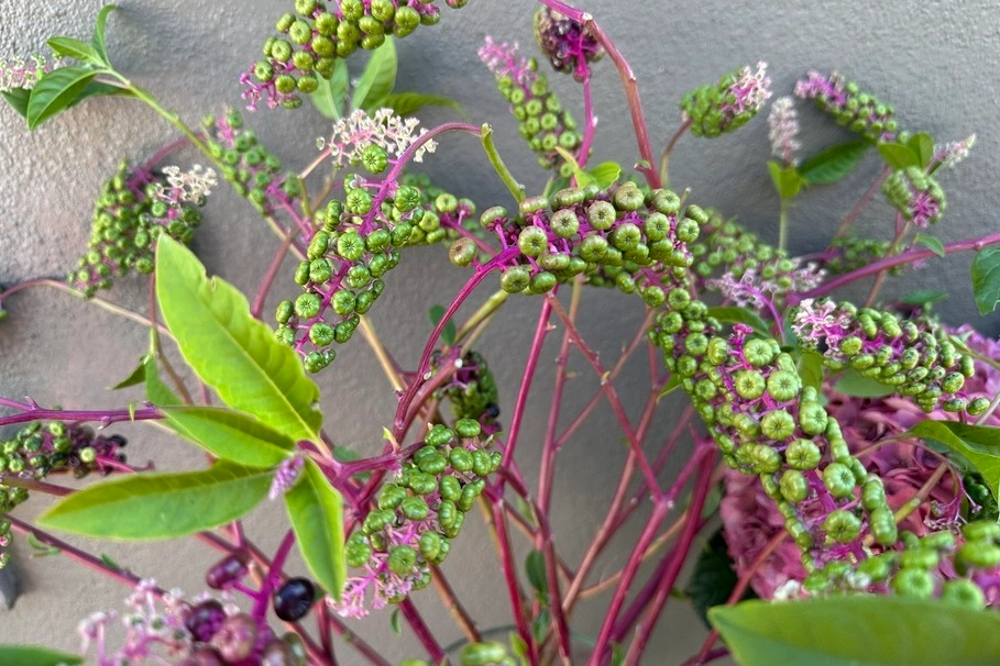 blumenkolb_freudeschenken11