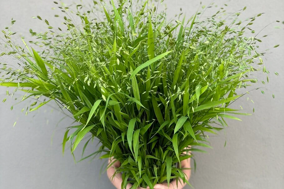 Blumen Kolb Freude schnenken 7