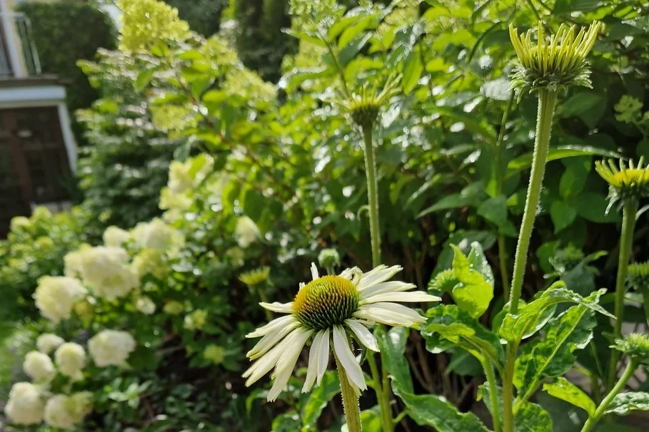 Blumen Kolb Gartenpflege 1