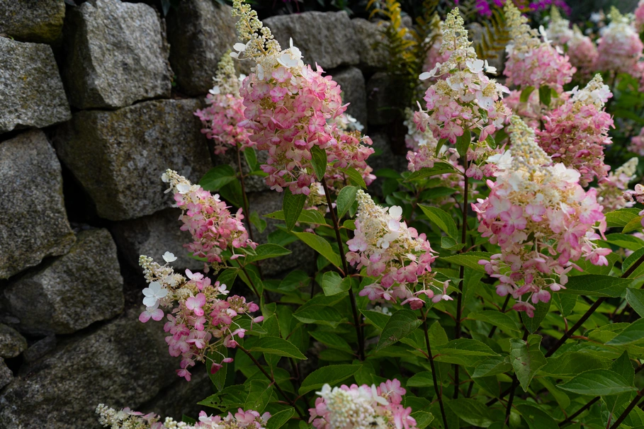 blumenkolb_gartenpflege_klosterneuburg10