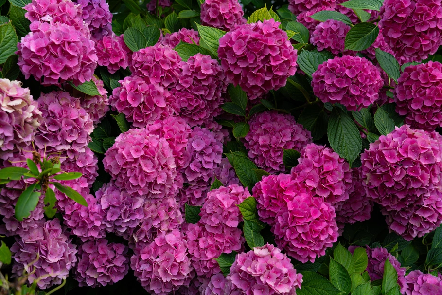 blumenkolb_gartenpflege_klosterneuburg8