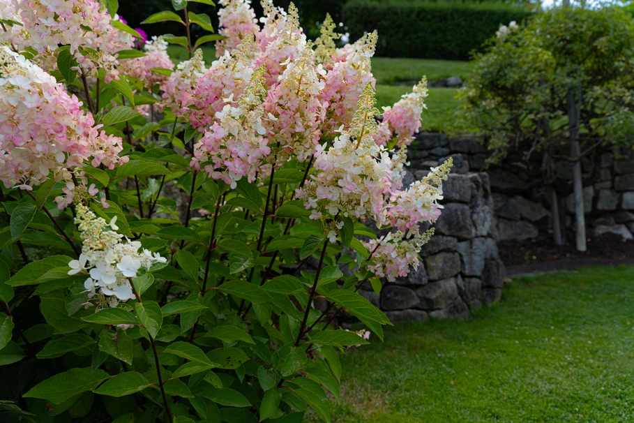 blumenkolb_gartenpflege_klosterneuburg9