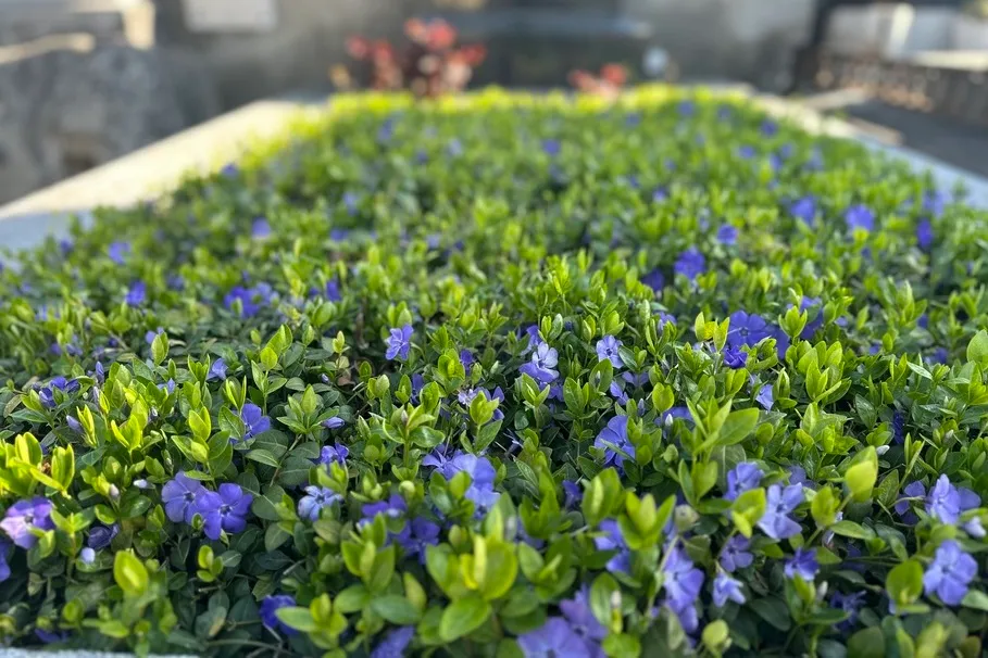 blumenkolb_grabpflege10