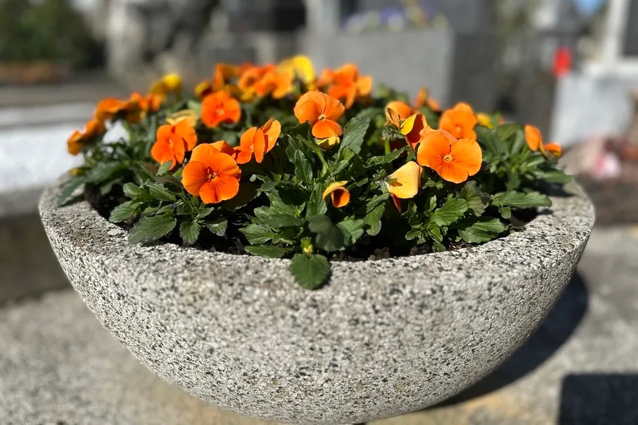 blumenkolb_grabpflege12