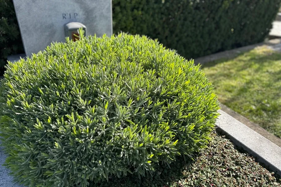 blumenkolb_grabpflege13