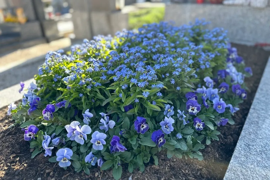 blumenkolb_grabpflege14