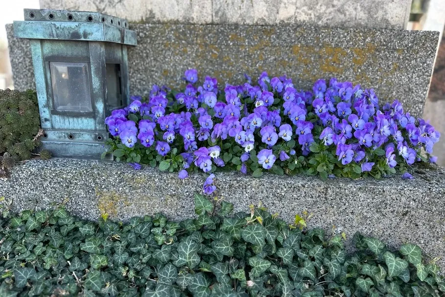 blumenkolb_grabpflege16