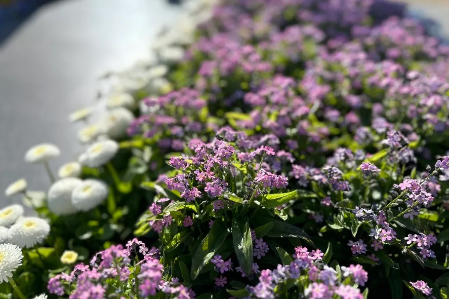 blumenkolb_grabpflege17