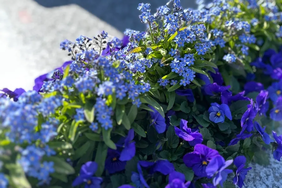 blumenkolb_grabpflege18