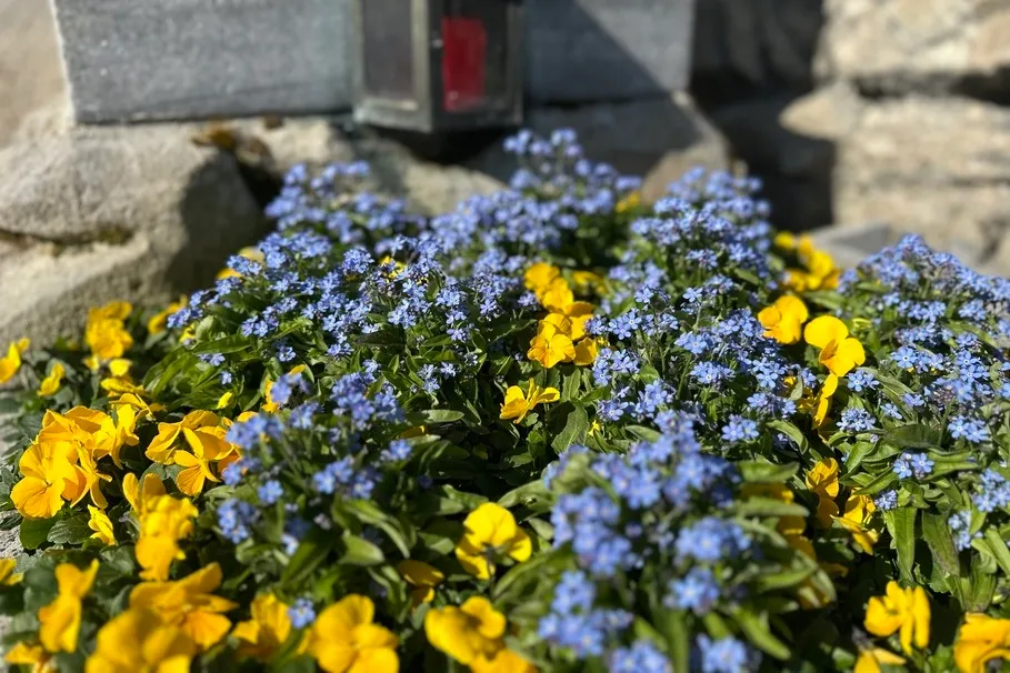 blumenkolb_grabpflege20