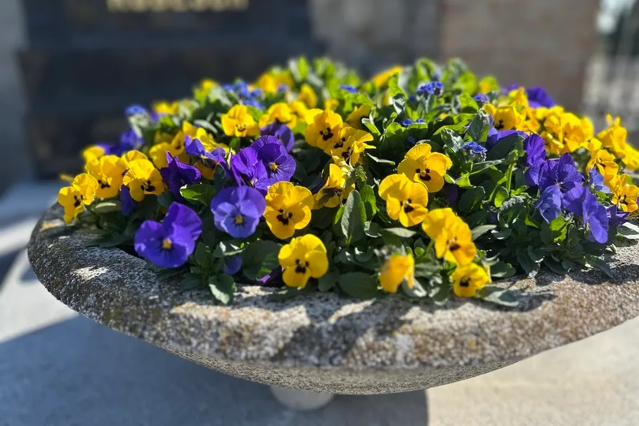 blumenkolb_grabpflege22