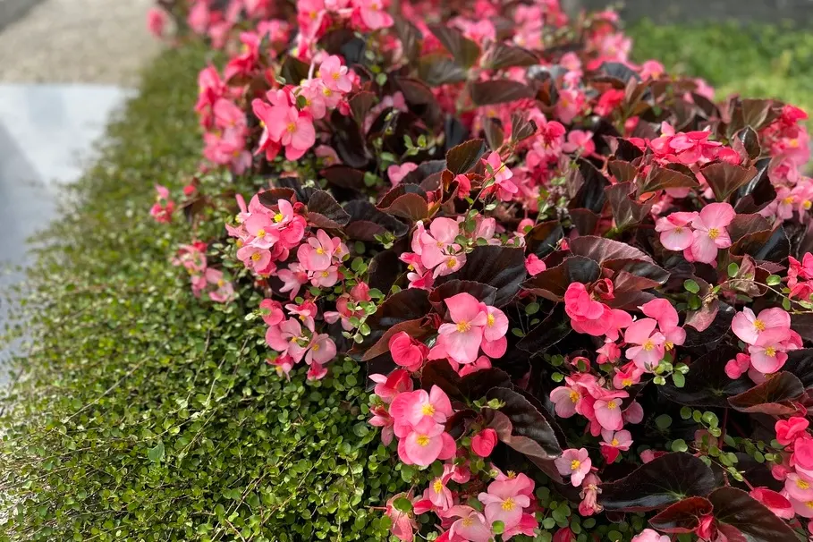 blumenkolb_grabpflege23