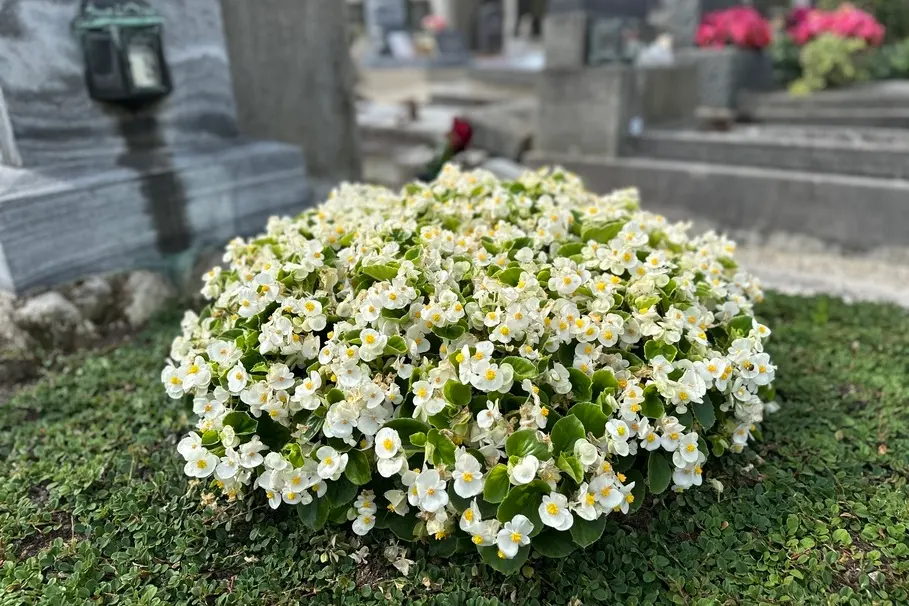 blumenkolb_grabpflege27