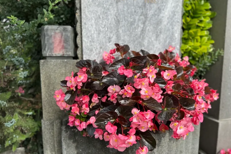 blumenkolb_grabpflege32