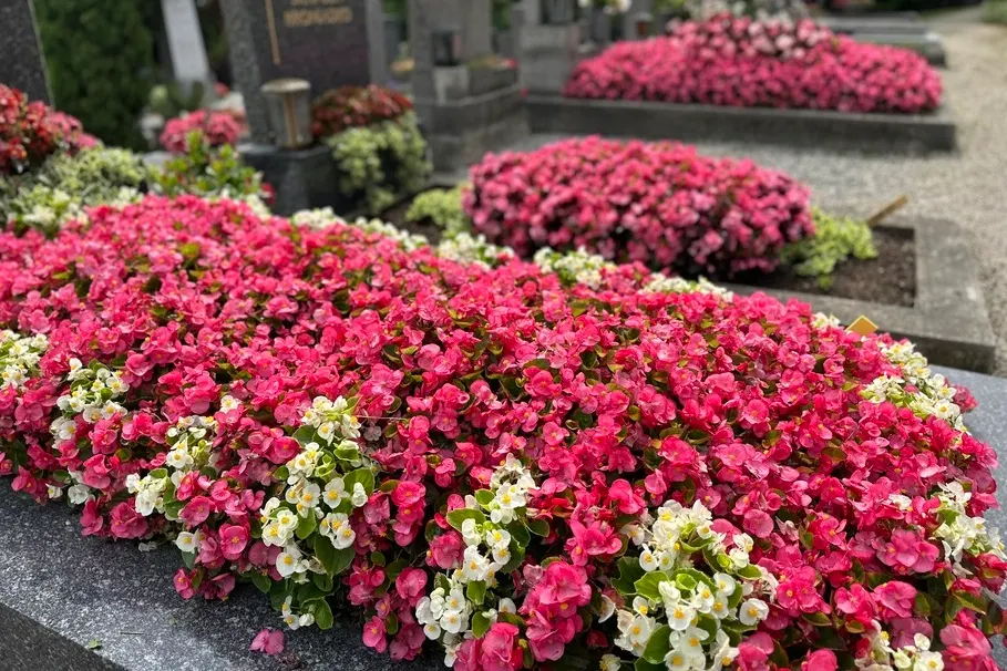 blumenkolb_grabpflege34