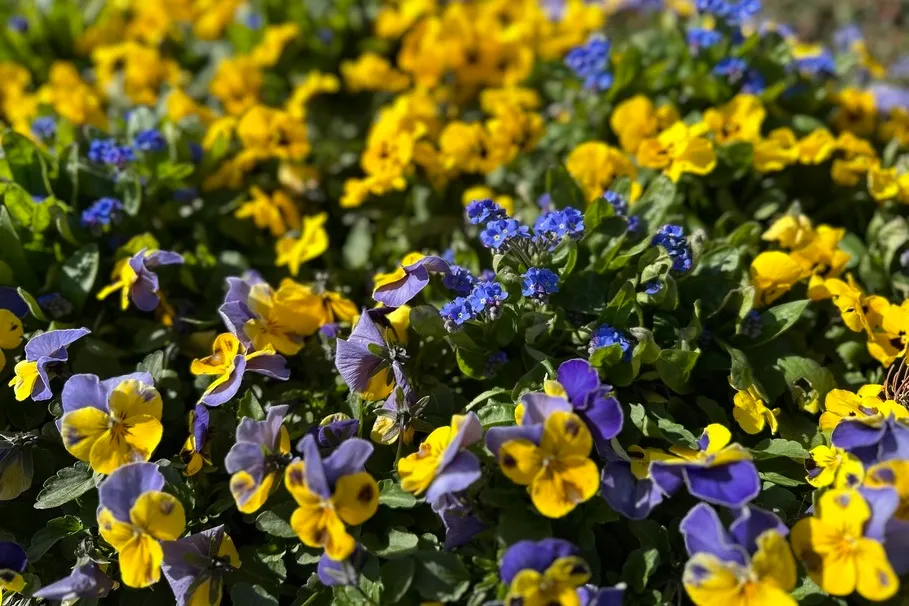 blumenkolb_grabpflege7