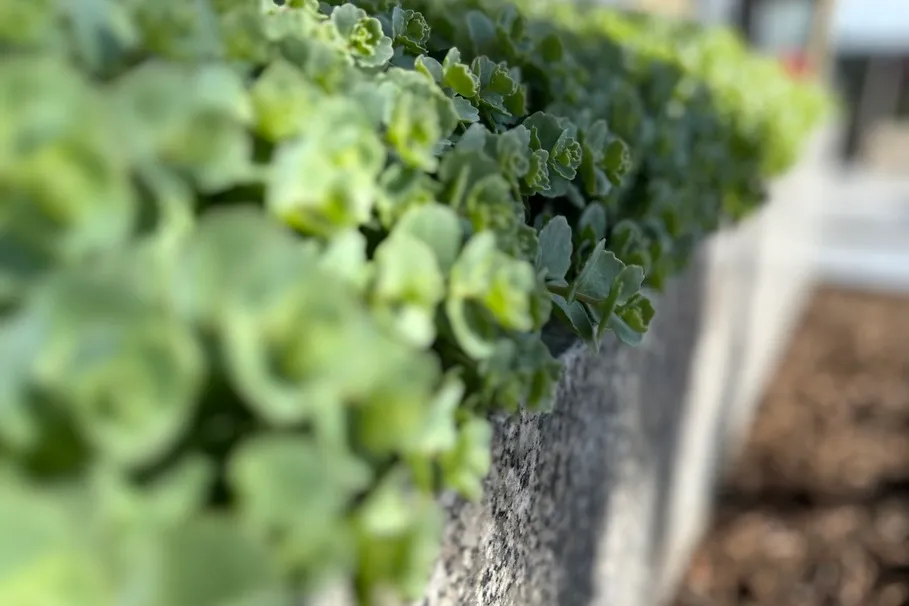 blumenkolb_grabpflege8