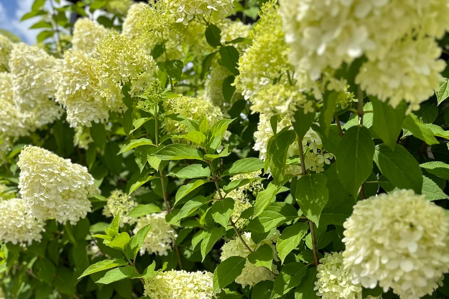 Blumen Kolb Neugestaltung 1