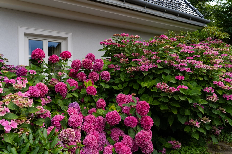 blumenkolb_neugestaltung12