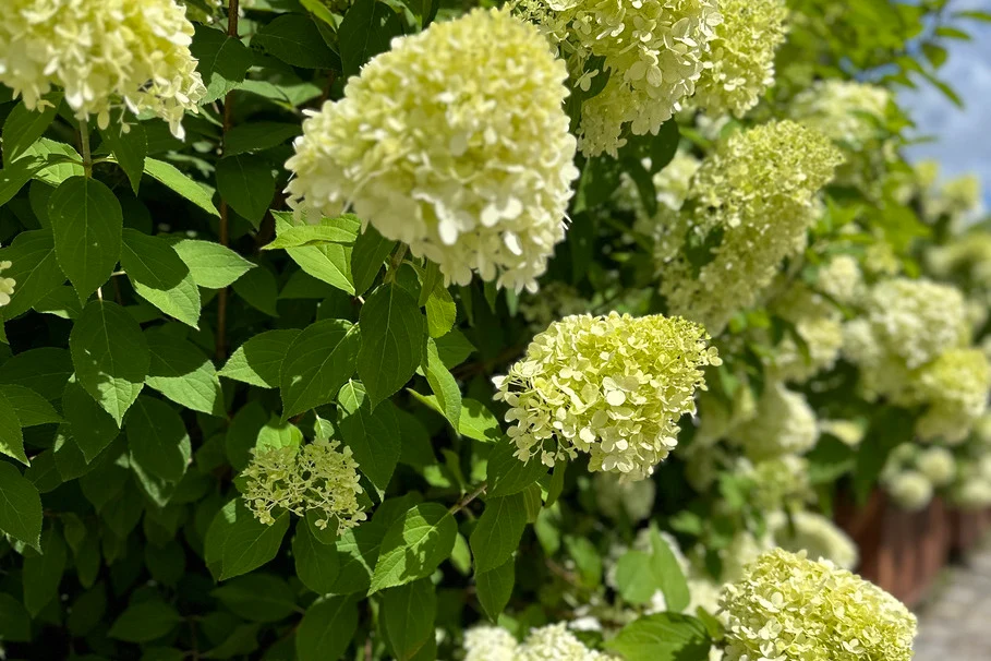 Blumen Kolb Neugestaltung 5