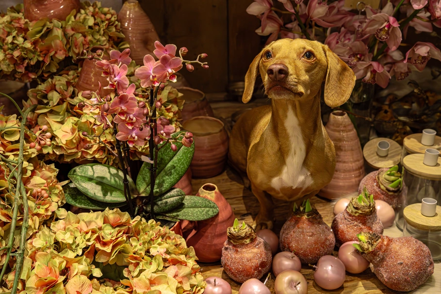 blumenkolb_weihnachten5